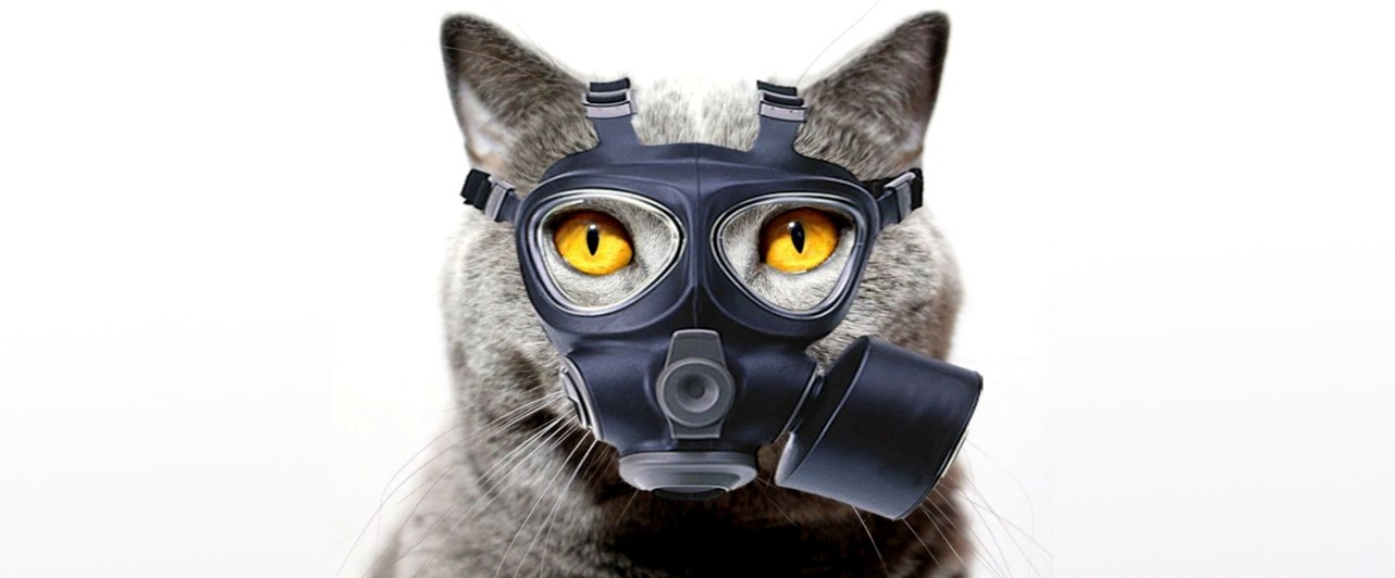 В S.T.A.L.K.E.R. 2 будут котики — вот концепт