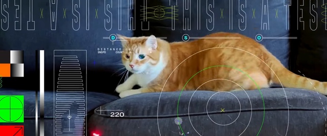 NASA провело стрим с котиком из глубокого космоса