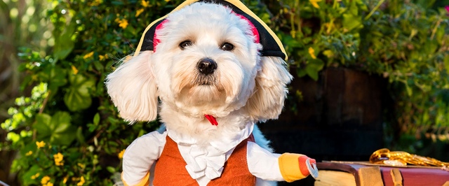 Авторы Sea of Thieves выпустят «пиратский» календарь со своими собаками