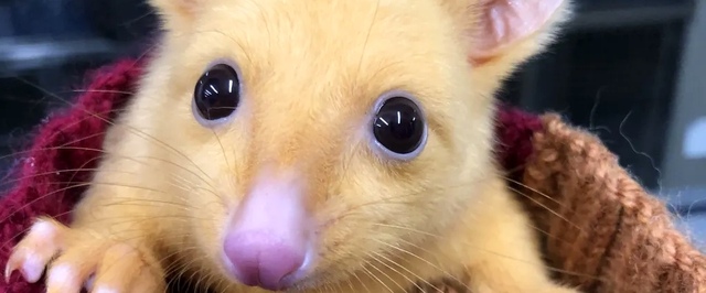 В Австралии нашли желтого поссума-мутанта, похожего на Пикачу