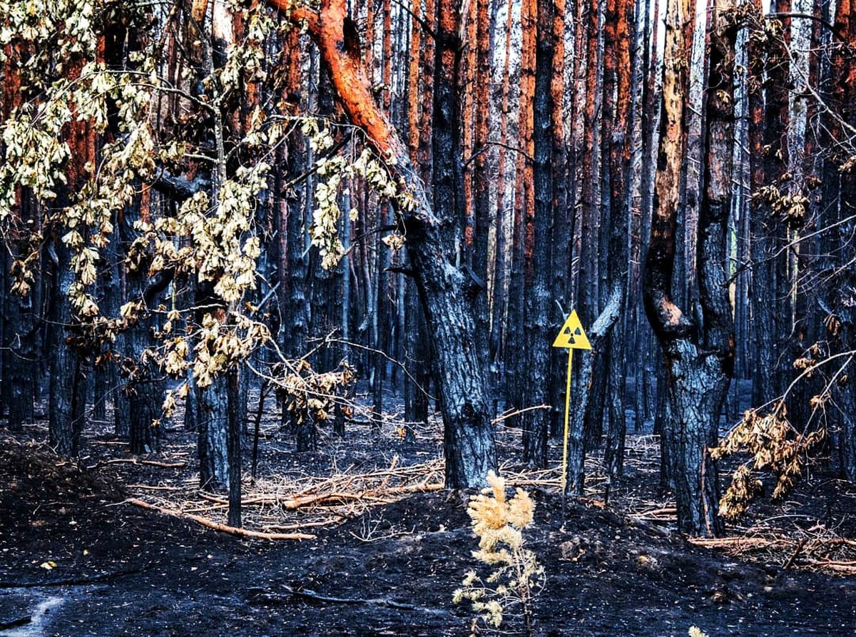 Рыжий лес сейчас. Рыжий лес Чернобыль. Рыжий лес ЧАЭС. Рыжий лес Чернобыля рыжий лес Чернобыль. Чернобыльская зона отчуждения рыжий лес.