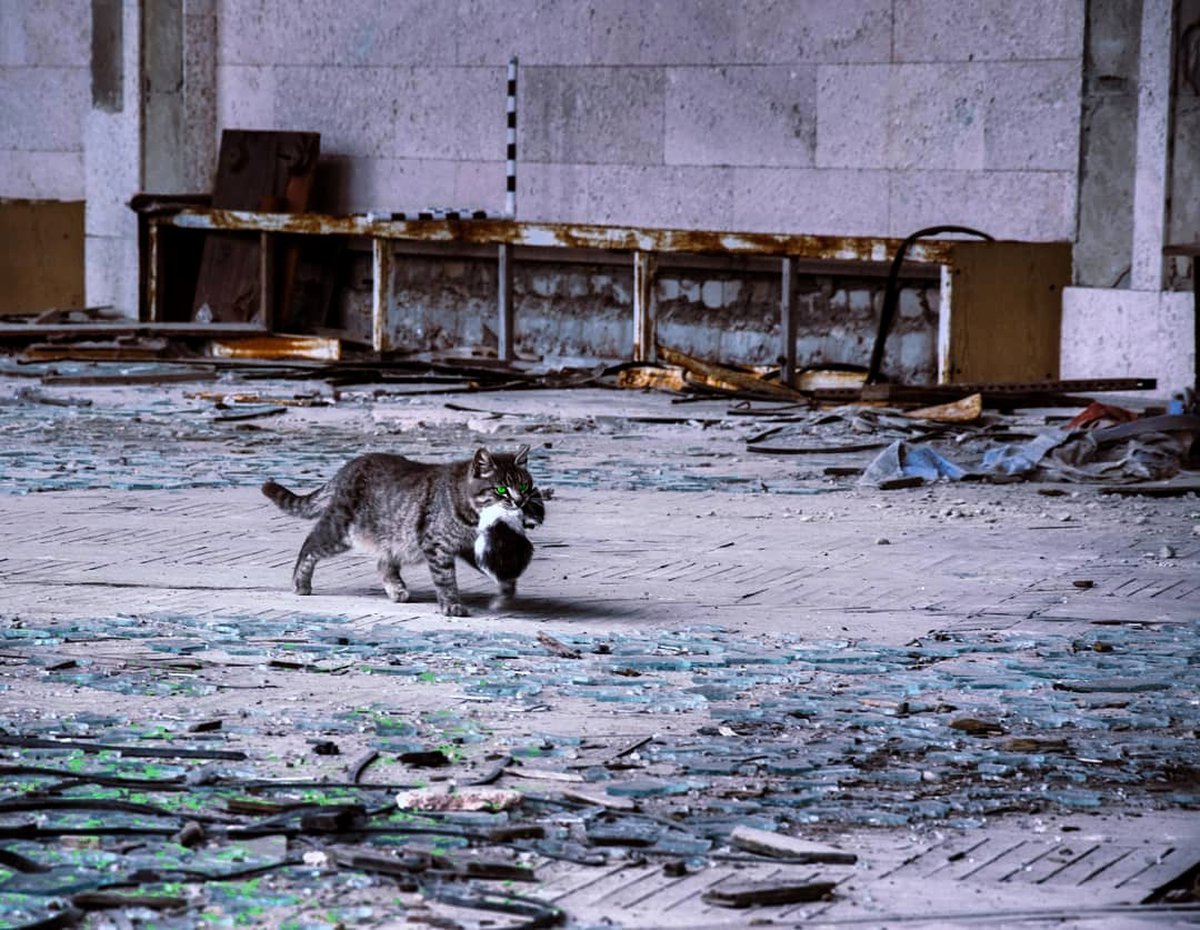 Припять что случилось с городом. Припять 2022. Припять Чернобыль ЧАЭС зона отчуждения. Припять сейчас 2022. Чернобыль Припять 2022.