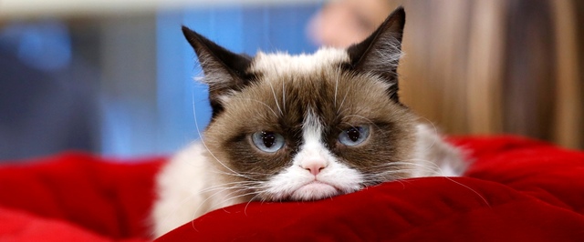 Цифры дня: кошка-мем Grumpy Cat заработала хозяйке миллионы долларов