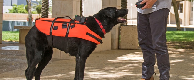 Для собак-спасателей придумали дистанционное управление