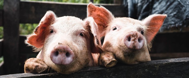 Ученые обучили свиней работать с джойстиками. Оказалось, они могут играть в видеоигры