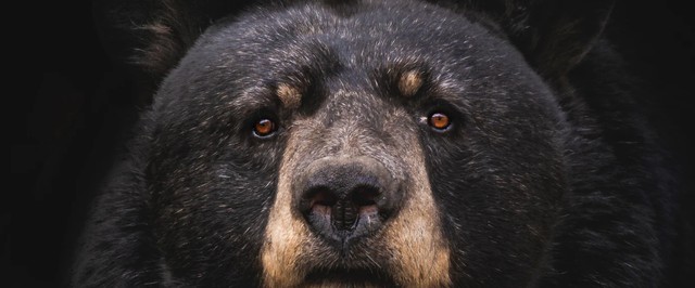 Шел медведь по лесу, увидел кокаин, съел — и умер. Реальная история: по ней снимут триллер