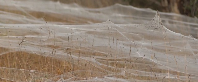 Видео: Австралию покрыли километры паутины
