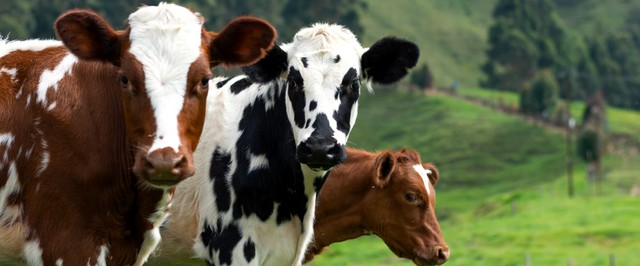Nvidia помогла создать технологичные коровьи фермы