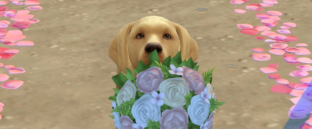 Из «Свадебных историй» для The Sims 4 вырезали участие животных, но фанаты их вернули