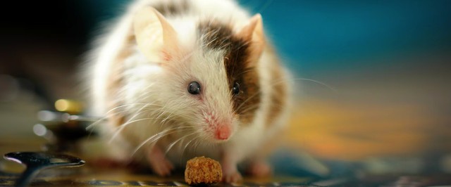 Исследователи смогли клонировать мышей из высушенных тканей