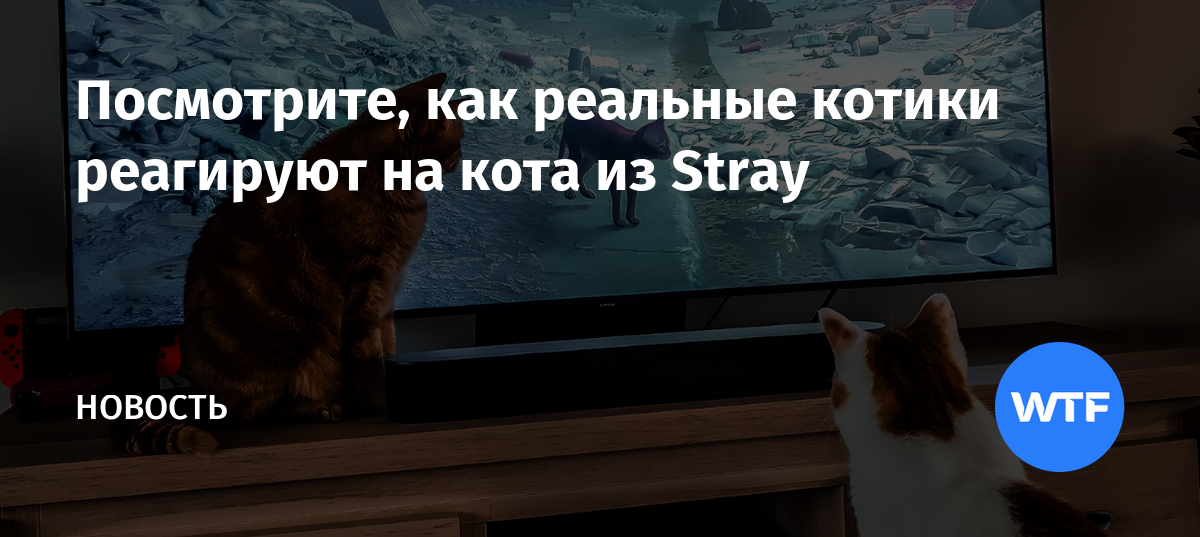 Stray картинки кота