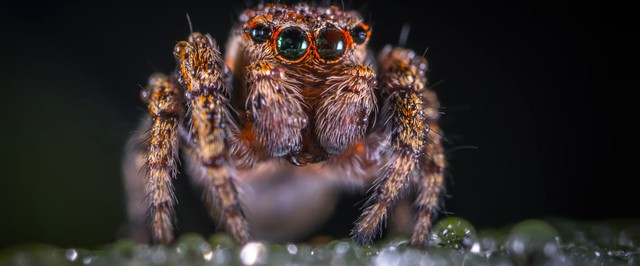 Ученые использовали лапки мертвых пауков для поднятия грузов: получились «некро-роботы»