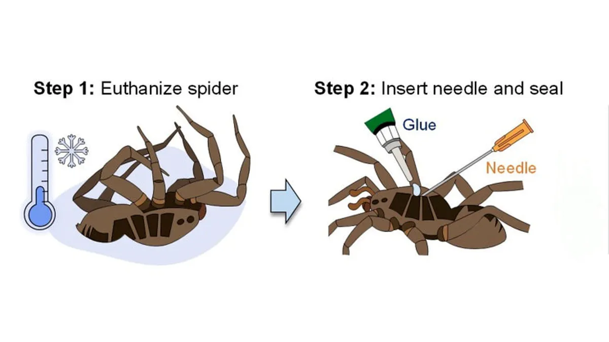 Ученые использовали лапки мертвых пауков для поднятия грузов: получились  «некро-роботы»