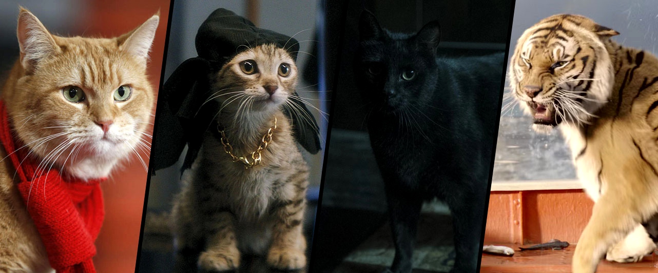 Голливудское восхождение Рыжика: котики-актеры и их успехи в кино