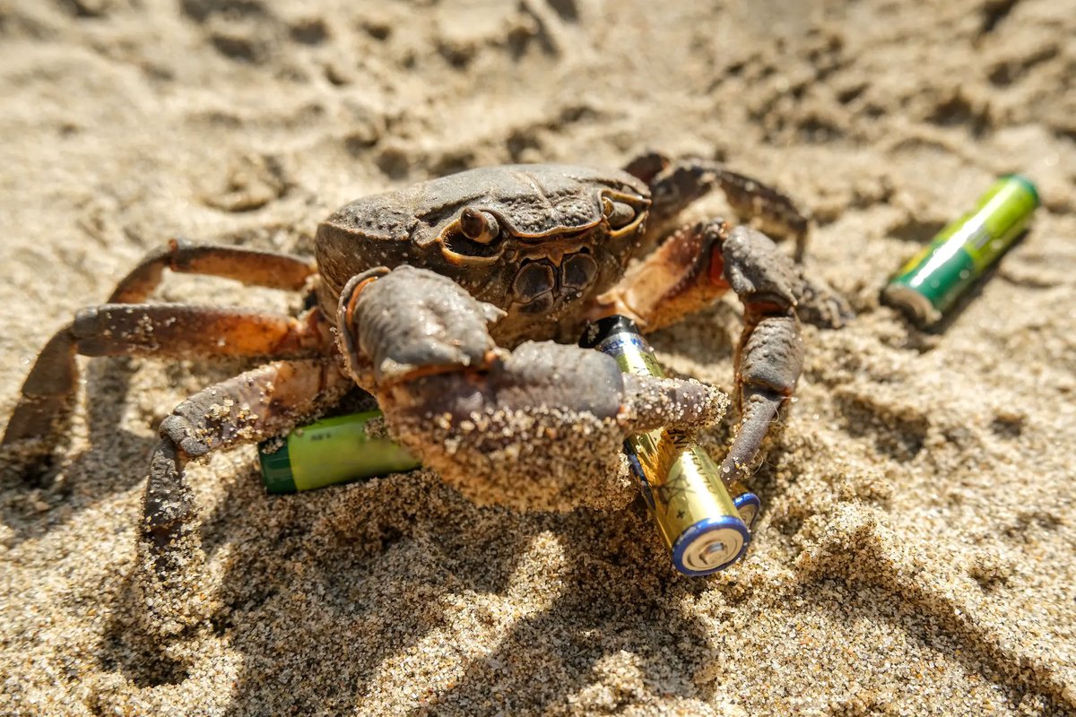 It is proposed to make anodes for new generation batteries from crab shells