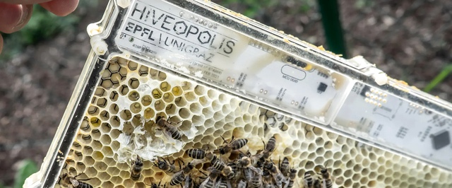 Созданы роботизированные соты, управляющие пчелами с помощью тепловых полей