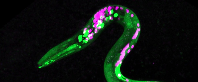 Ученые подсадили червей на каннабис — их «пробило на хавчик»