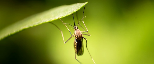 Для комаров построили «столовую»: так ученые выяснили, как они ищут людей