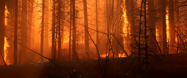 Фотореалистичный лес на Unreal Engine 5.2: обычный, горящий, дождливый