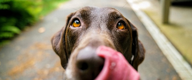С помощью базы собачьих ДНК во Франции будут бороться с кучками на тротуарах
