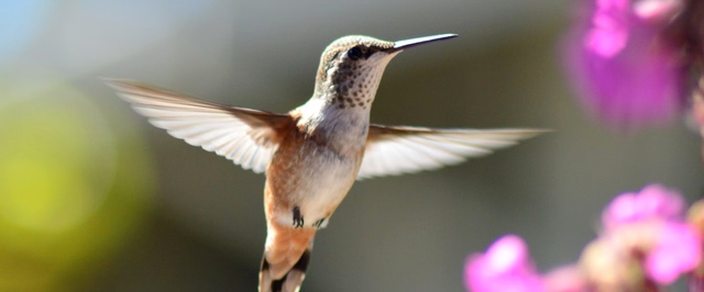 Ветрогенераторы могут научить «уворачиваться» от птиц
