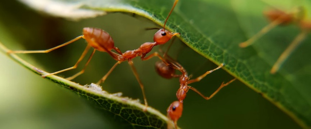 У муравьев нашли временный «режим зомби» — его включает «пилот»-паразит, обеспечивающий «десант»