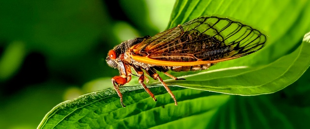 В США ждут появление цикад-«зомби», зараженных «гиперсексуальным» грибком