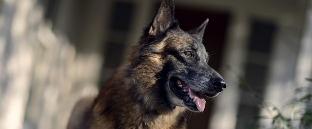 Умер Седьмой, собака Дэрила из «Ходячих мертвецов»: фанаты вспоминают «хорошего мальчика»