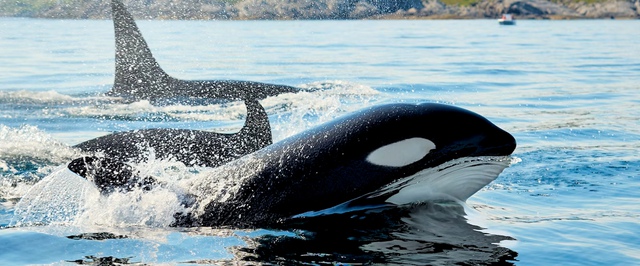 Касатки научились обездвиживать акул ради их печени