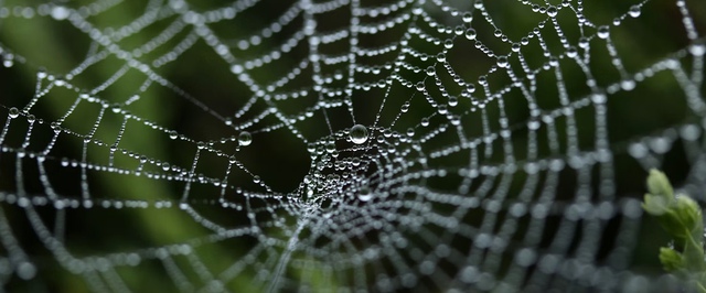 Фото: самую большую паутину в мире нашли в кислотной пещере