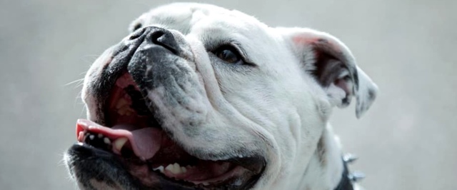 Умер Бентли Александер — пёс сыгравший Террора в «Пацанах»