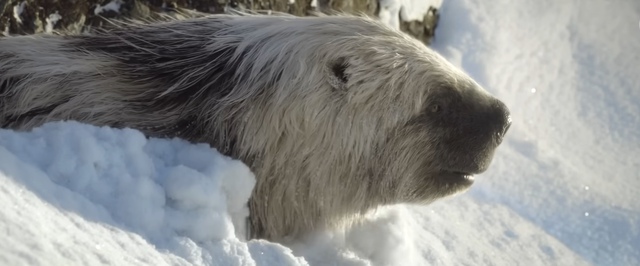 Третий сезон «Доисторической планеты» стартует 26 ноября — первый трейлер