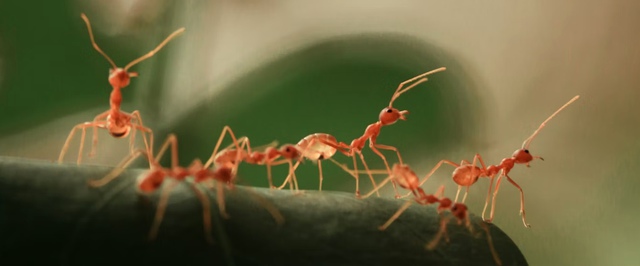 Запах революции: паразитическая королева муравьев может провоцировать бунт в чужой колонии