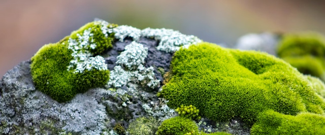 Мох оставили в открытом космосе на 9 месяцев — он выжил