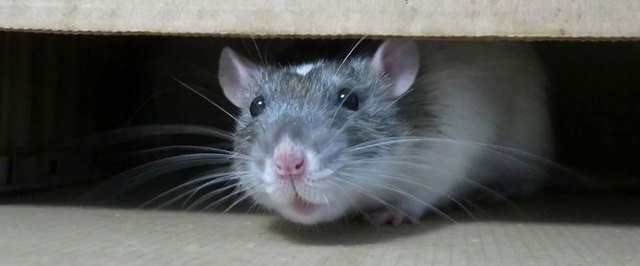 Жировую ткань научились превращать в кости для лечения переломов