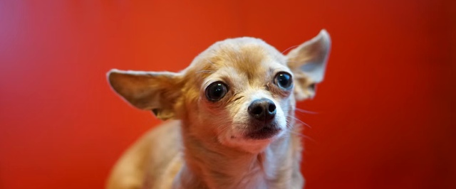 В почти каждой собаке все еще есть кусочек волка — исследование