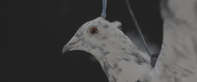 В России создан голубь-дрон с нейроимплантом