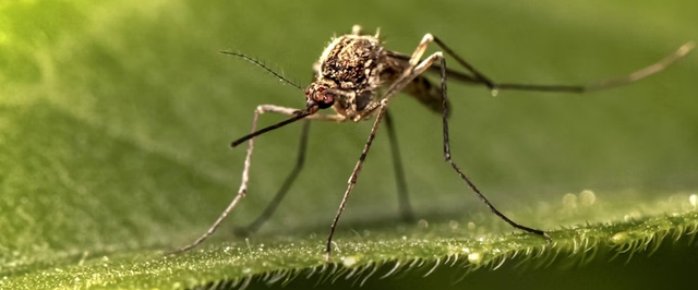 Некропечать: мертвого комара превратили в деталь 3D-принтера