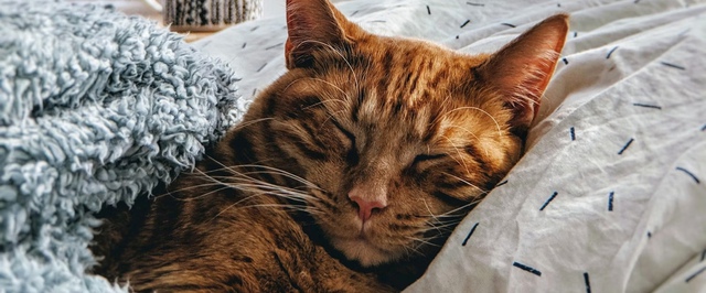 Расшифровка древней ДНК меняет историю кошек: их могли одомашнить позже, чем считалось