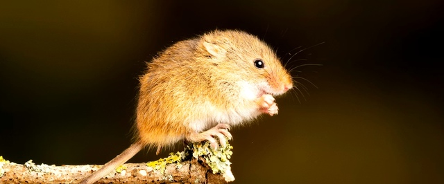 Ученые «омолодили» стволовые клетки крови — пока у мышей