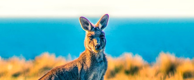 Люди и «хоббиты» могли спариваться в Австралии 60 тысяч лет назад — исследование