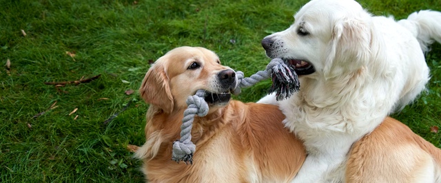 На поведение собак и людей могут влиять одни и те же гены — исследование