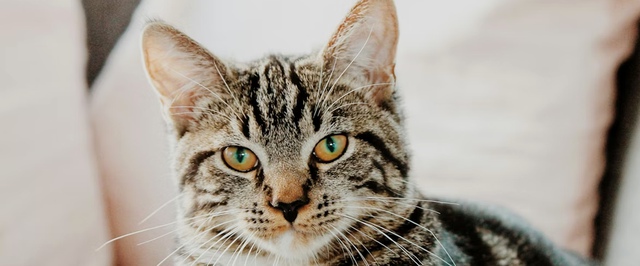 Найдены самые древние домашние кошки в Китае — им более 1200 лет