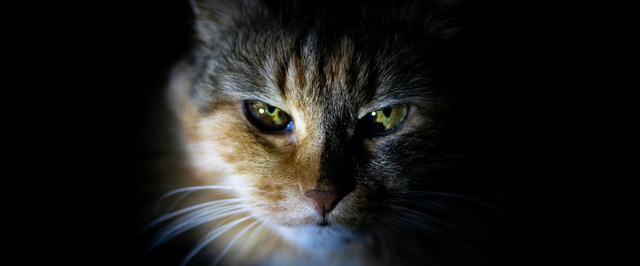 Кошки чаще «разговаривают» с мужчинами, чем с женщинами — исследование