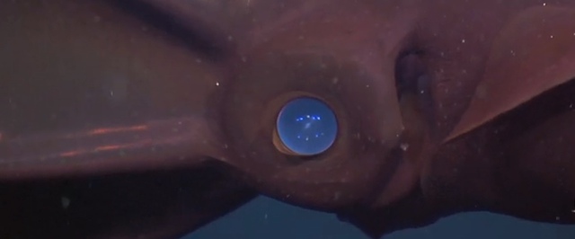 Адскому вампиру расшифровали геном — он оказался «живым ископаемым»