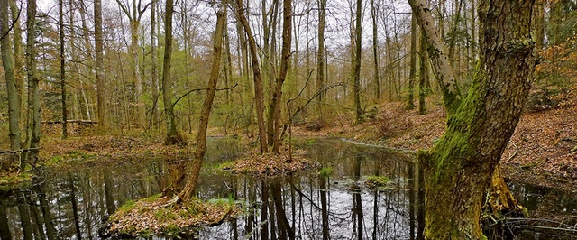 Редкое и древнее кельтское золото нашли в болотах Швейцарии