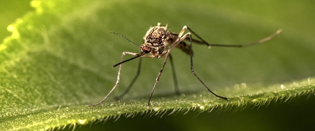 На самом деле комары тоже могут пить кровь — исследование