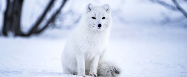 «Ледник Судного дня» разрушается все быстрее — исследование