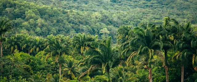 Впервые за миллионы лет Амазонка становится гипертропиками — исследование