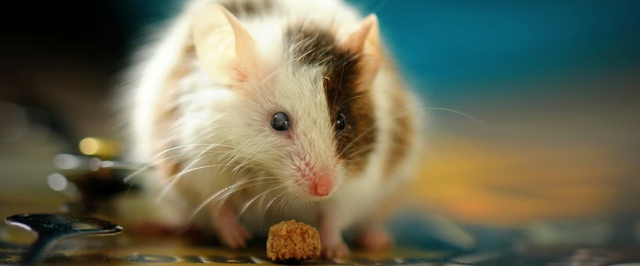 Иммунные клетки мышей смогли омолодить для лучшей борьбы с инфекциями и раком